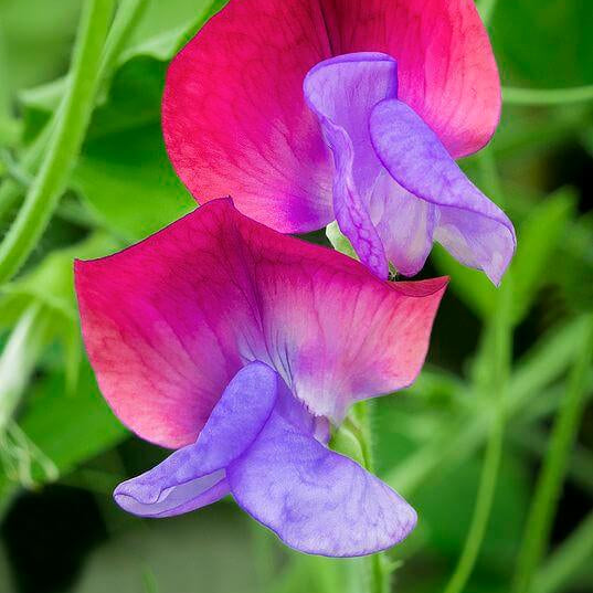 Pink Blue Sweet Pea Seeds