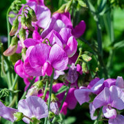 Heirloom Sweet Pea Seeds