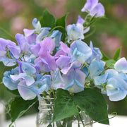 Turquoise Lagoon Sweet Pea Seeds