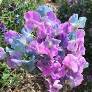 Turquoise Lagoon Sweet Pea Seeds