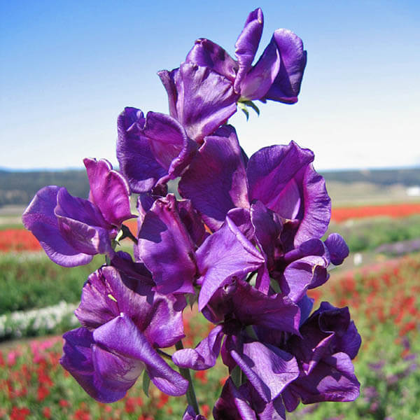 Violet Sweet Pea Seeds
