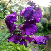 Violet Sweet Pea Seeds