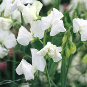 White Sweet Pea Seeds