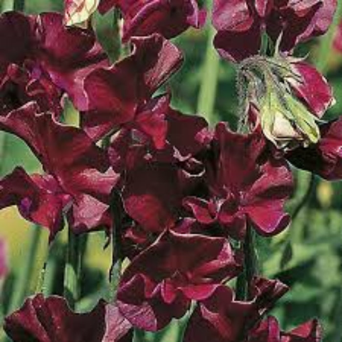 Elegance Burgundy Sweet Pea Seeds