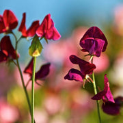 Elegance Burgundy Sweet Pea Seeds
