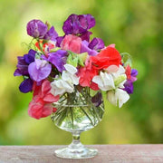 Heirloom Sweet Pea Seeds