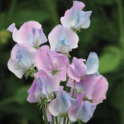Turquoise Lagoon Sweet Pea Seeds