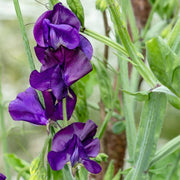 Violet Sweet Pea Seeds