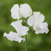 White Sweet Pea Seeds