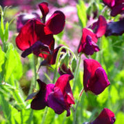 Elegance Burgundy Sweet Pea Seeds