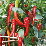 Anhui Cow-Horn Sweet Pepper Seeds