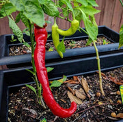 Anhui Cow-Horn Sweet Pepper Seeds