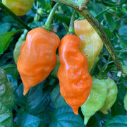 Sweet Pepper Habanada Seeds