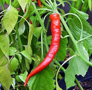 Anhui Cow-Horn Sweet Pepper Seeds