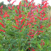 Sweet Pineapple Sage Seeds - Herbal Seeds