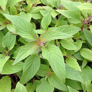 Sweet Pineapple Sage Seeds - Herbal Seeds