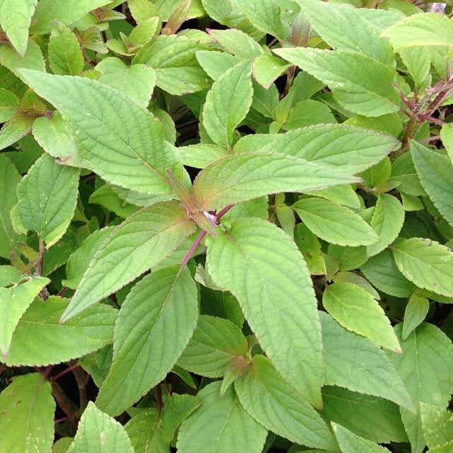 Sweet Pineapple Sage Seeds - Herbal Seeds