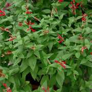 Sweet Pineapple Sage Seeds - Herbal Seeds