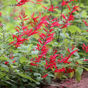 Sweet Pineapple Sage Seeds - Herbal Seeds
