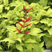 Sweet Pineapple Sage Seeds - Herbal Seeds