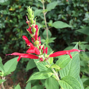 Sweet Pineapple Sage Seeds - Herbal Seeds