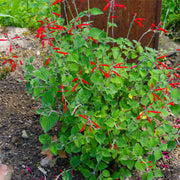 Sweet Pineapple Sage Seeds - Herbal Seeds