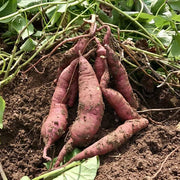 Brown Sweet Potato Seeds