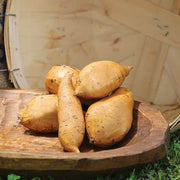 Brown White Sweet Potato Seeds
