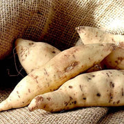 Cream Sweet Potato Seeds