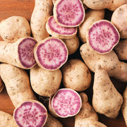 Okinawa Sweet Potato Seeds