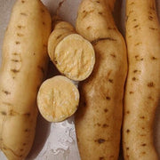 Yellow Sweet Potato Seeds