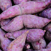 Purple Sweet Potato Seeds