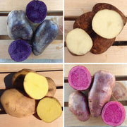 Mixed Sweet Potato Seeds