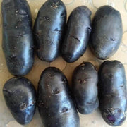 Black Sweet Potato Seeds