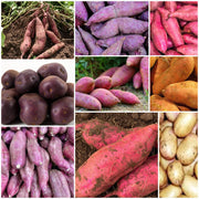 Sweet Seeds, Ipomoea batatas Vegetable Seeds