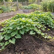 Sweet Seeds, Ipomoea batatas Vegetable Seeds