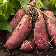 Sweet Seeds, Ipomoea batatas Vegetable Seeds