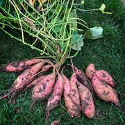 Sweet Seeds, Ipomoea batatas Vegetable Seeds