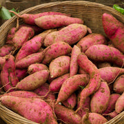 Sweet Seeds, Ipomoea batatas Vegetable Seeds