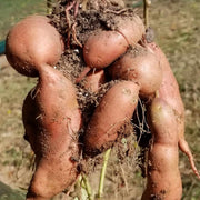 Brown Sweet Potato Seeds