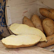 Brown White Sweet Potato Seeds