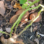 Brown Sweet Potato Seeds