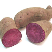 Stokes Purple Sweet Potato Seeds