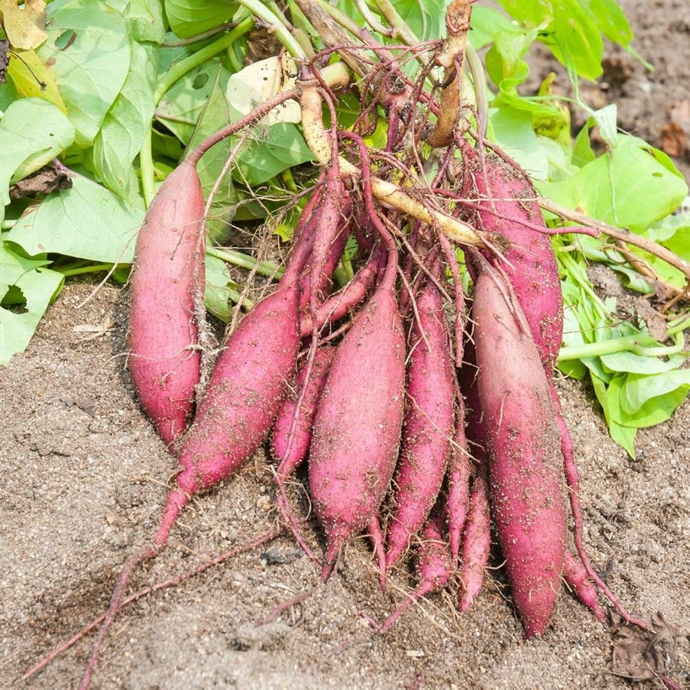 Sweet Potato Seeds – Ipomoea batatas
