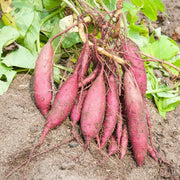 Sweet Potato Seeds – Ipomoea batatas