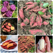 Mixed Sweet Potato Seeds