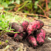 Sweet Potato Slips Seeds - Vegetable Plant