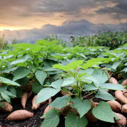 Sweet Potato Vine Seeds - Vegetable Plant
