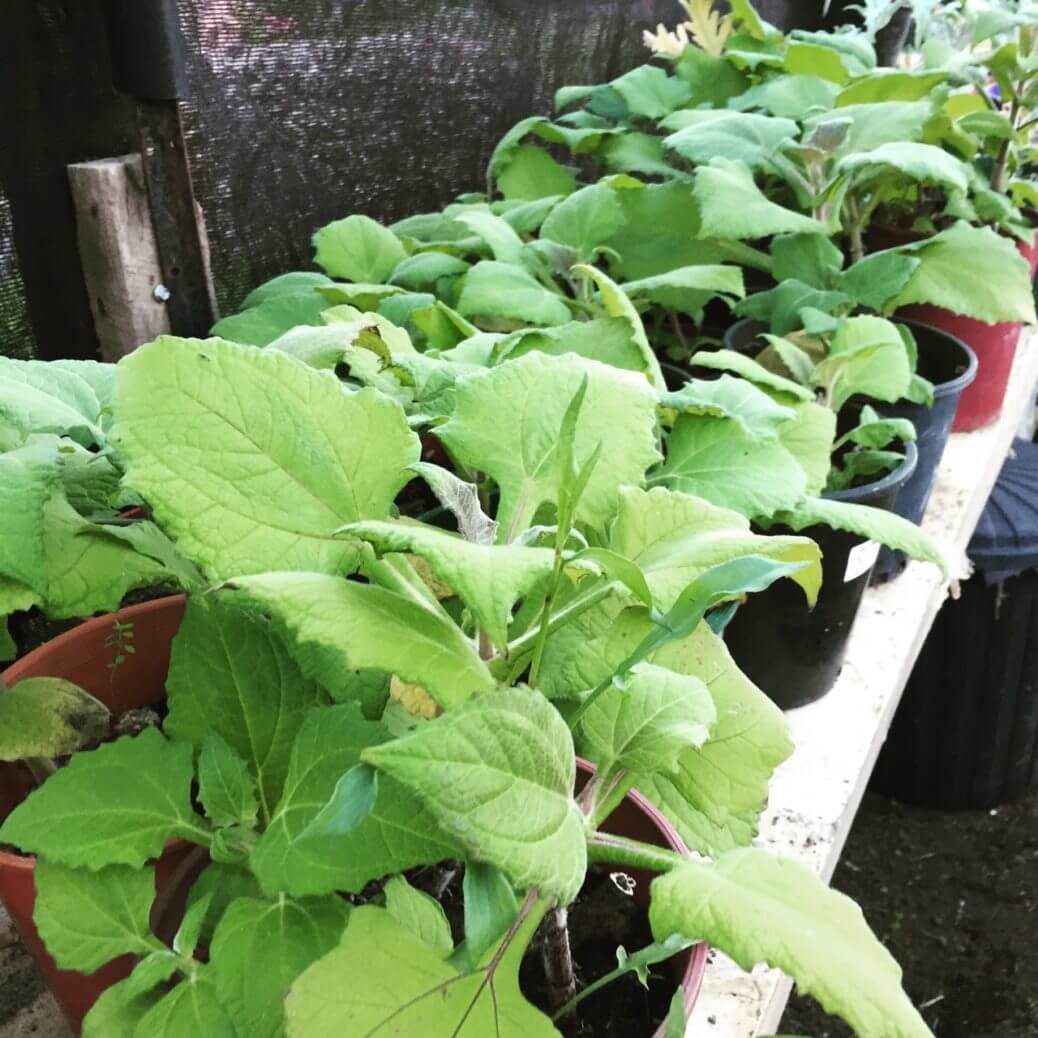 Sweet Root Yacon Seeds - Vegetable Plant