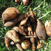 Sweet Root Yacon Seeds - Vegetable Plant